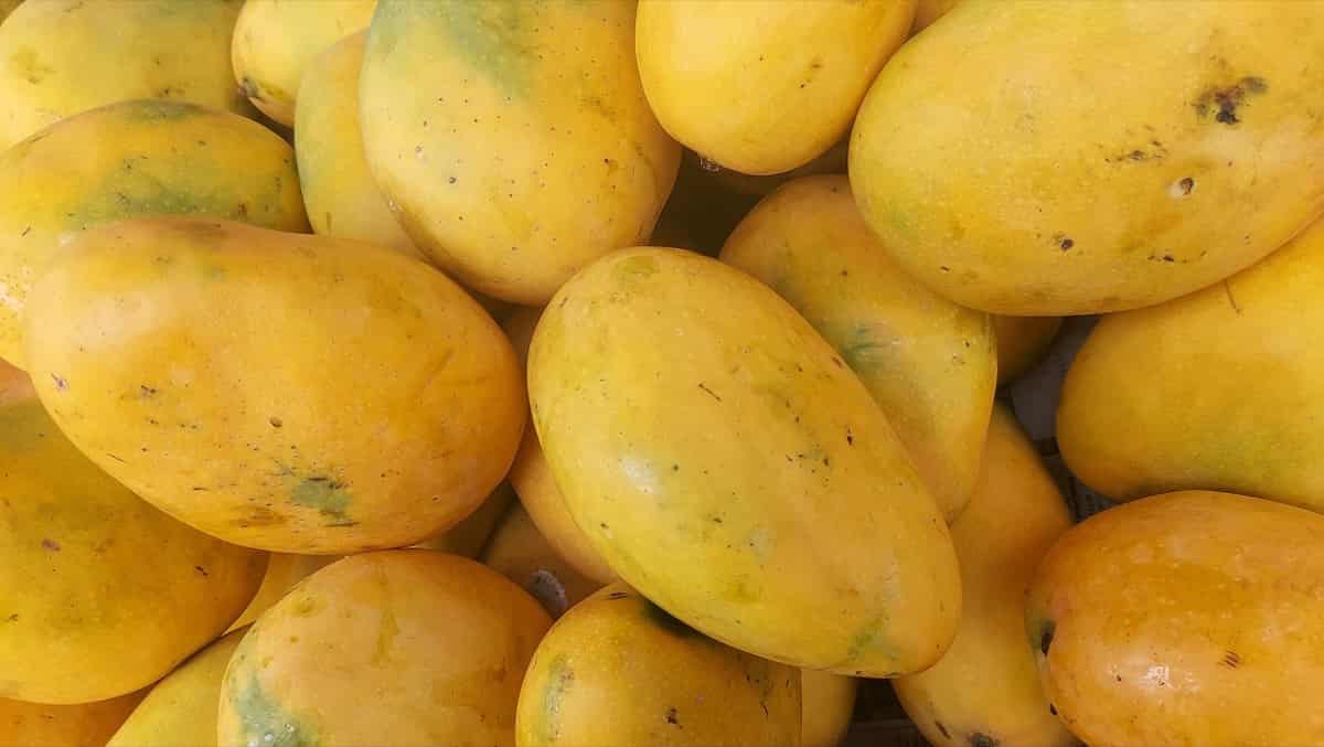 Mangoes